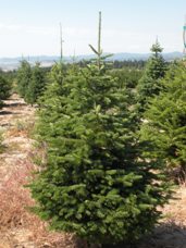 Subalpine Fir